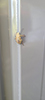 brown and orange predatory stink bug