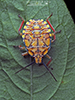 brown and orange predatory stink bug