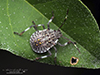 brown marmorated stink bug
