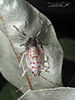 brown marmorated stink bug