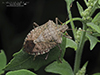 brown marmorated stink bug