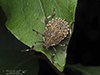 brown marmorated stink bug