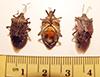 brown marmorated stink bug