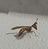 brown wasp mantidfly