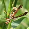 brown wasp mantidfly