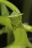 typical treehopper (Subfamily Smiliinae)