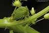 buffalo treehopper (Stictocephala sp.)