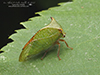 buffalo treehopper (Stictocephala sp.)