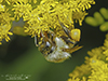 bumble bee (Bombus sp.)