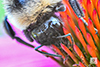 bumble bee (Bombus sp.)