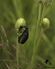 burning blister beetle (Epicauta sp.)