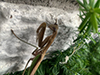 Chinese mantis