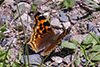 Compton tortoiseshell