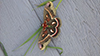 cecropia moth