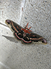 cecropia moth