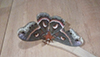 cecropia moth