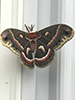 cecropia moth