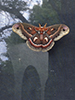 cecropia moth