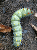 cecropia moth