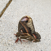 cecropia moth