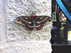 cecropia moth