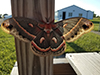 cecropia moth