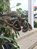 cecropia moth