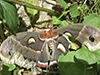 cecropia moth