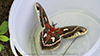 cecropia moth