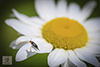 cervical tumbling flower beetle