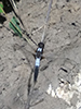 chalk-fronted corporal