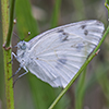 checkered white