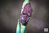 chestnut-footed click beetle