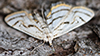 chestnut-marked pondweed moth
