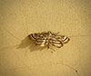 chestnut-marked pondweed moth