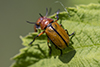 clay-colored leaf beetle
