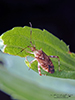 clouded plant bug