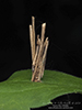 common bagworm moth