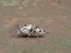 common barklouse (Metylophorus purus)