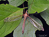 common crane fly (Tipula sp.)