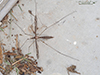 common crane fly (Tipula furca)