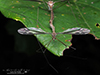 common crane fly (Tipula furca)