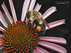 common eastern bumble bee
