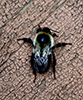 common eastern bumble bee