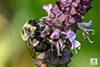 common eastern bumble bee