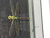 common green darner