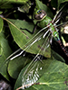 common green darner