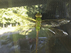 common green darner