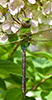 common green darner