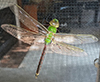 common green darner